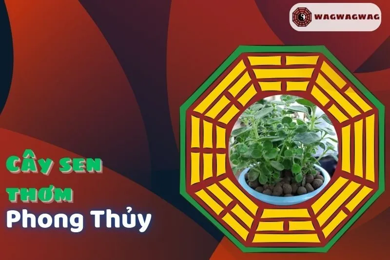Khám Phá Ý Nghĩa và Cách Trồng Cây Sen Thơm Phong Thủy