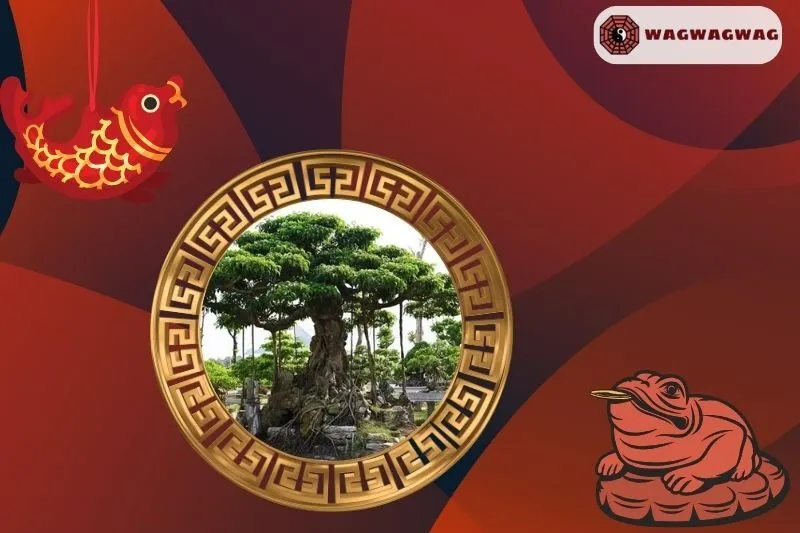 Cây Si Cảnh Phong Thủy Hợp Mệnh Nào?