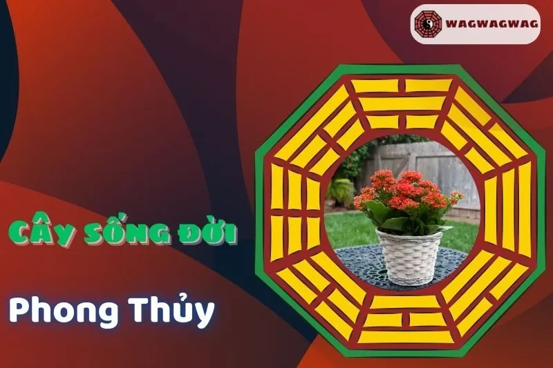 Cây Sống Đời Phong Thủy: Ý Nghĩa, Cách Trồng & Hợp Mệnh Thổ - Wagwagwag