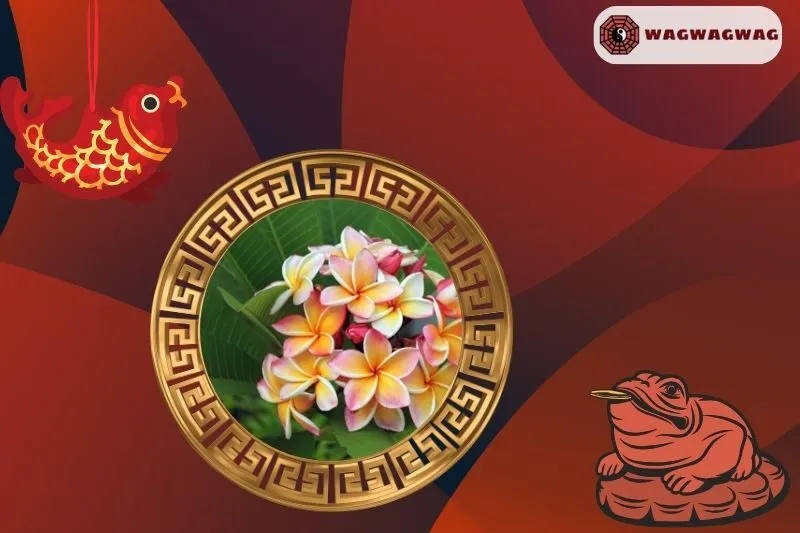 Cây sứ đại phong thủy hợp mệnh nào