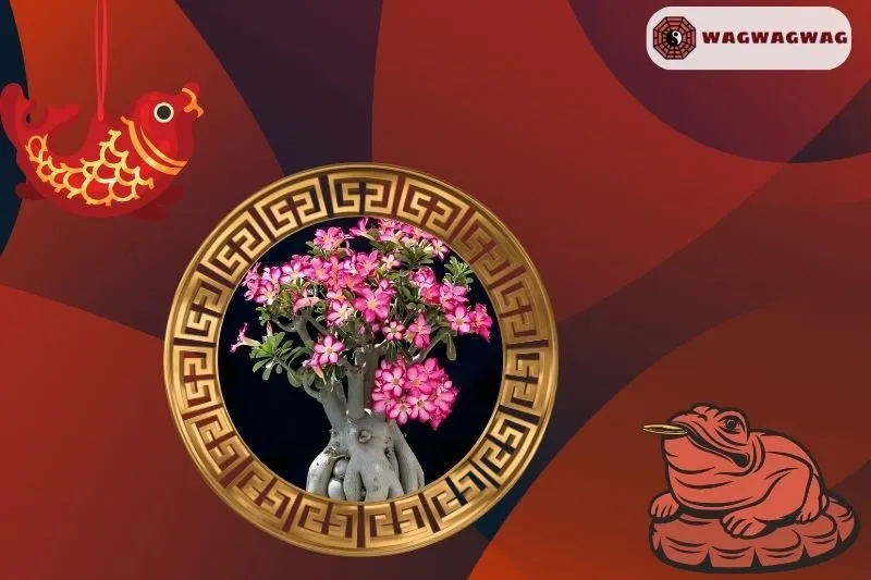 Cách Trồng Cây Hoa Sứ Phong Thủy