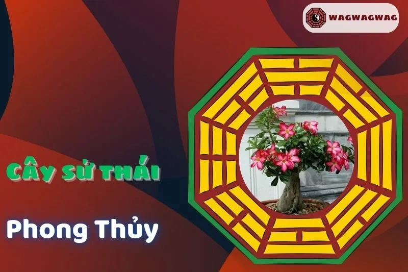 Cây Hoa Sứ Phong Thủy: Ý Nghĩa, Cách Trồng Và Hợp Mệnh | Wagwagwag