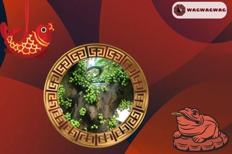 Cây sung hợp mệnh nào?