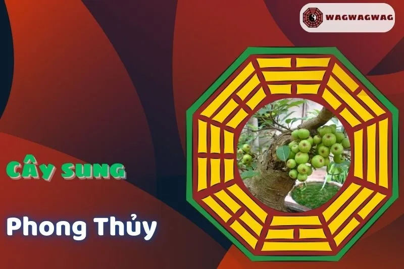 Ý nghĩa cây sung phong thủy và cách trồng hợp mệnh