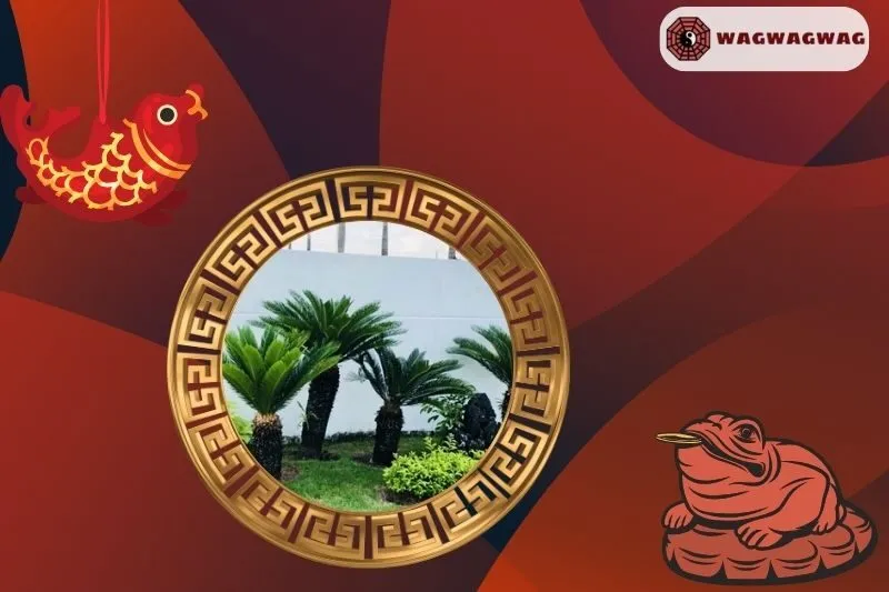 Cây thiên tuế hợp mệnh nào trong phong thủy?