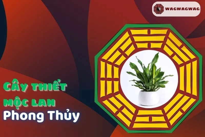 Cây Thiết Mộc Lan Phong Thủy: Ý Nghĩa, Cách Chăm Sóc Và Lựa Chọn Mệnh