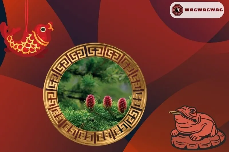 Cách Trồng Cây Thông Đỏ