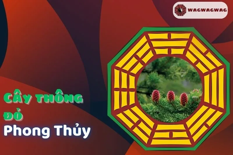Cây Thông Đỏ Phong Thủy: Ý Nghĩa, Cách Trồng & Hợp Mệnh