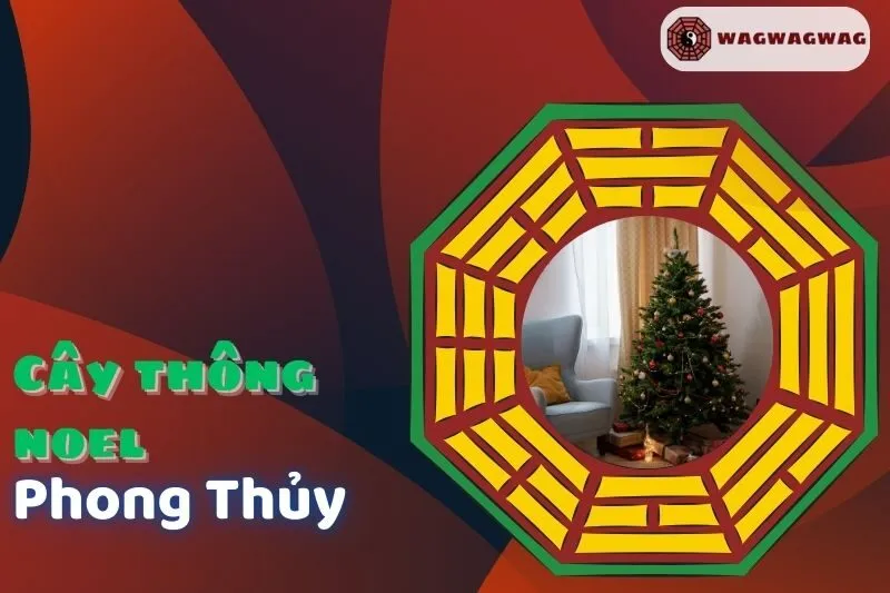 Cây Thông Noel Phong Thủy: Ý Nghĩa, Cách Trồng và Hợp Mệnh