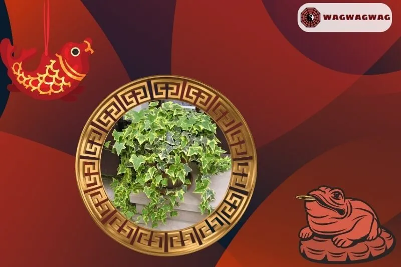 Cây Thường Xuân Phong Thủy Phù Hợp Với Những Mệnh Nào?