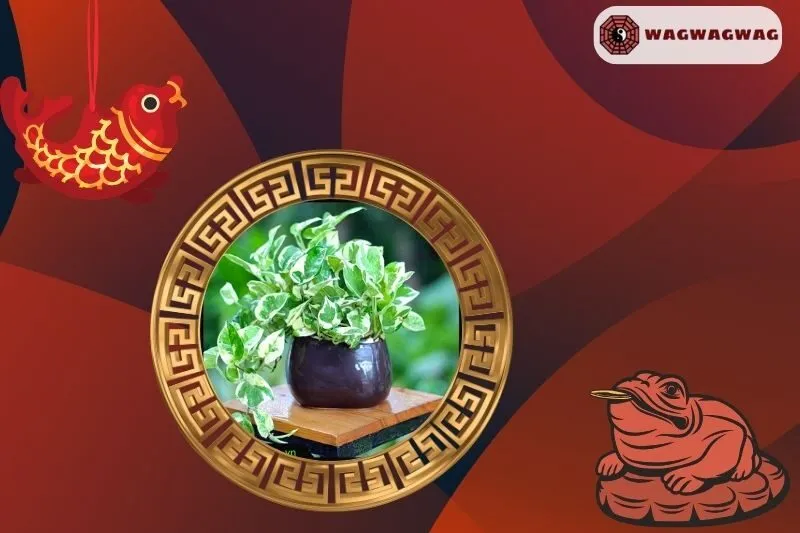 Cây Trầu Bà Phong Thuỷ Hợp Với Mệnh Nào?