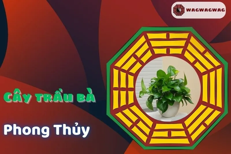 Cây Trầu Bà Phong Thuỷ: Ý Nghĩa, Chăm Sóc Và Lợi Ích
