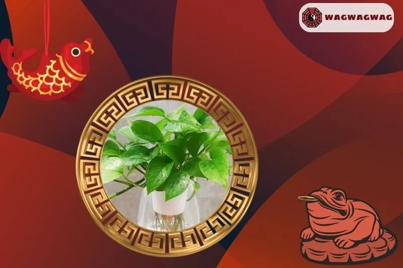 Cây trầu không hợp mệnh nào?