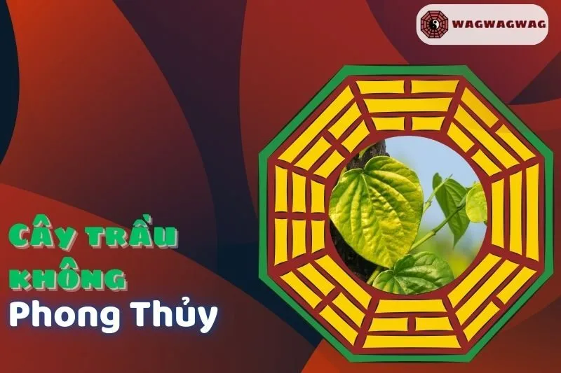 Khám Phá Ý Nghĩa Cây Trầu Không Phong Thủy Và Cách Trồng Đúng