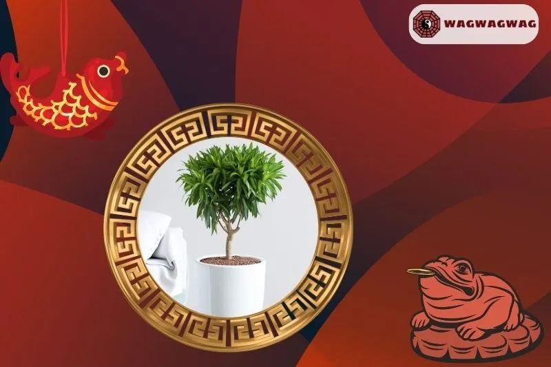 Cây trúc bách hợp hợp với mệnh nào?