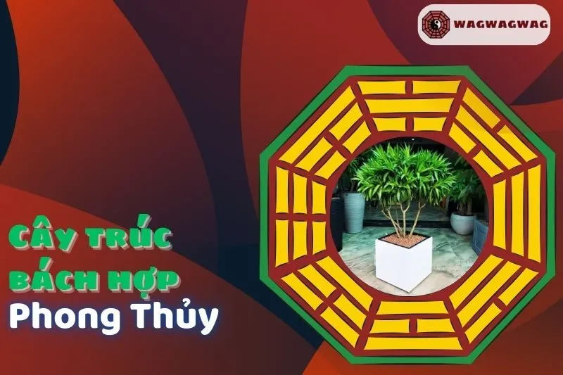 Cây trúc bách hợp phong thủy: Ý nghĩa, cách trồng và hợp mệnh nào