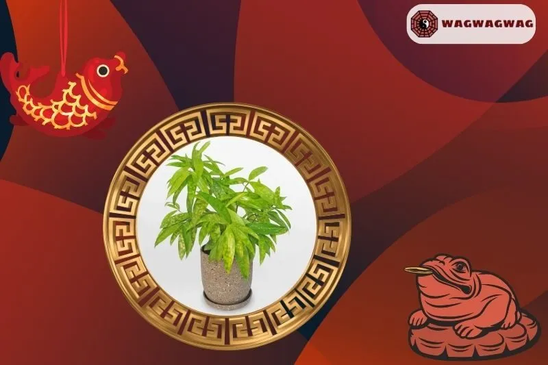 Cây trúc Nhật phong thủy hợp mệnh nào?