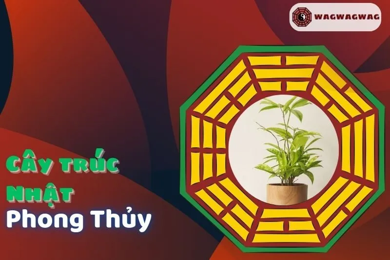 Khám phá cây trúc Nhật phong thủy: Ý nghĩa, cách trồng và chăm sóc
