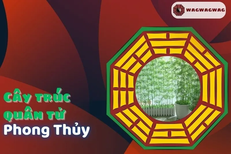 Ý nghĩa và cách trồng cây trúc quân tử phong thủy đúng chuẩn