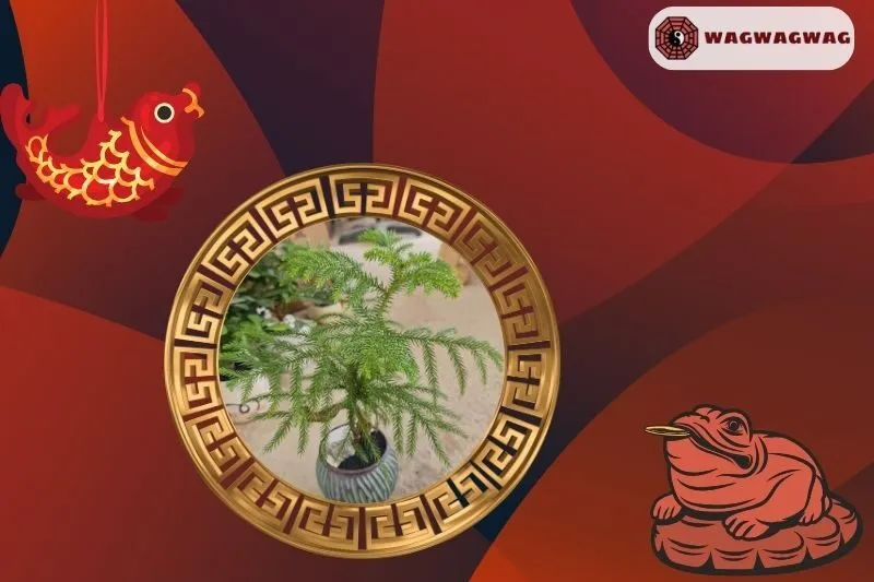 Cây tùng bách hợp mệnh nào trong phong thủy?