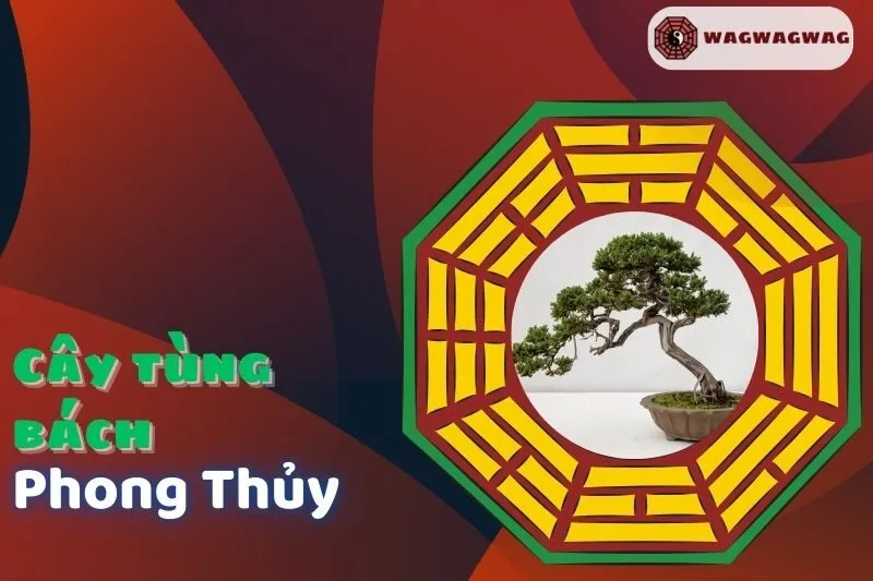 Cây tùng bách phong thủy: Ý nghĩa, cách trồng, hợp mệnh gì?