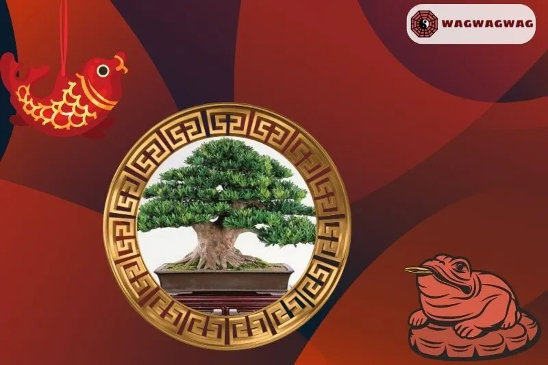 Cây Tùng La Hán Hợp Mệnh Nào?
