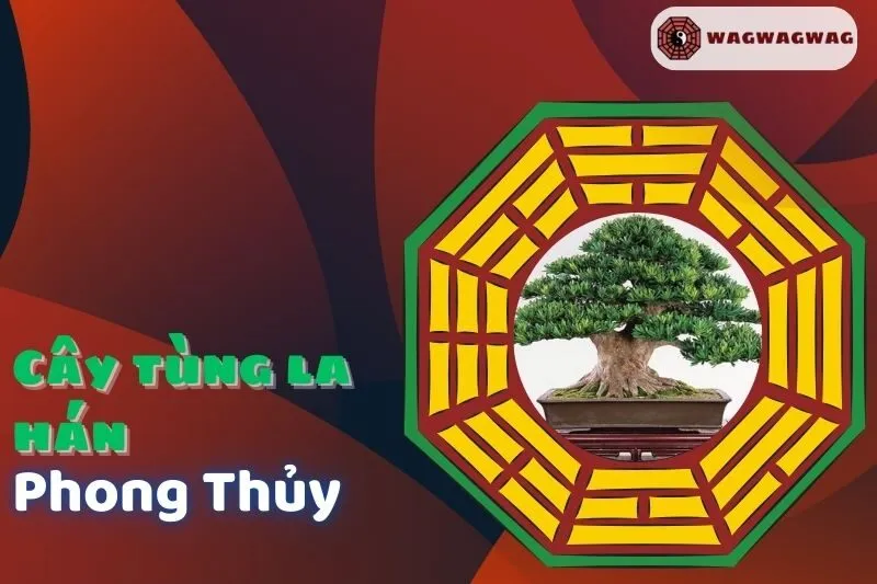Cây Tùng La Hán Phong Thủy: Ý Nghĩa, Cách Trồng và Hợp Mệnh