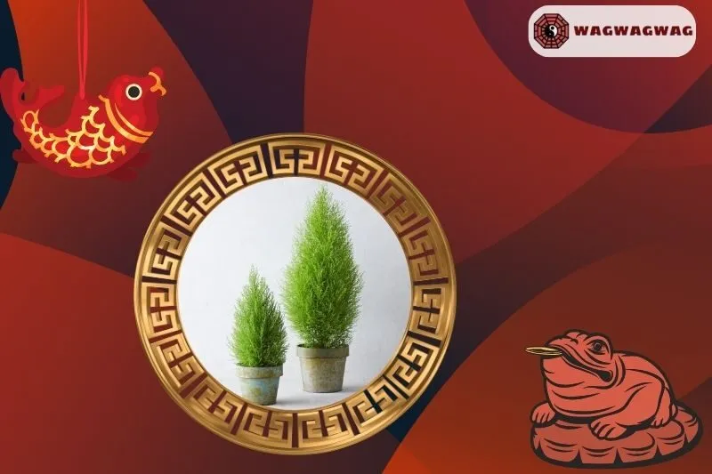 Cây tùng thơm phong thuỷ hợp mệnh nào?