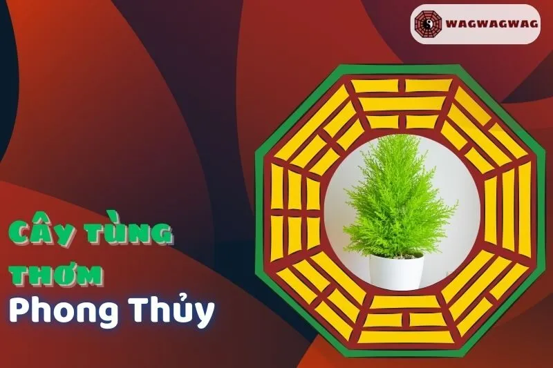 Ý nghĩa và cách trồng cây tùng thơm phong thuỷ tại nhà