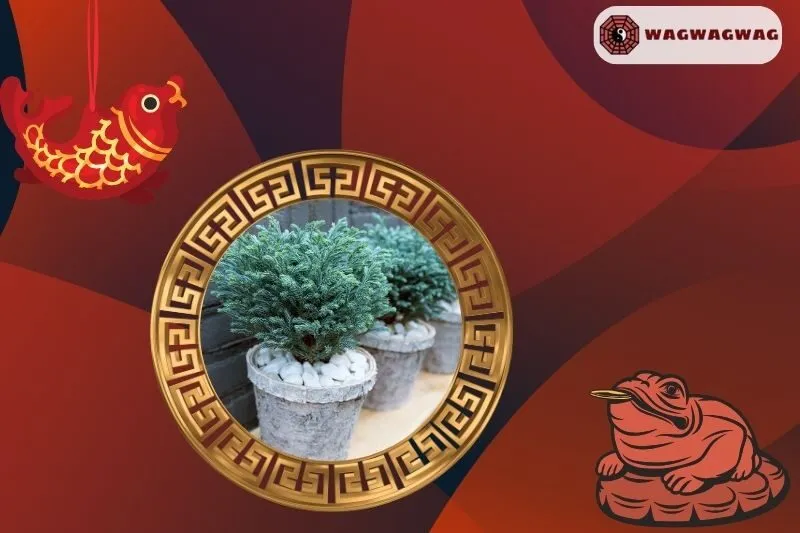 Cây tuyết tùng phong thủy hợp mệnh nào?