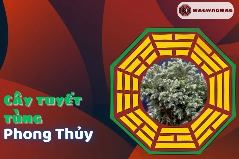 Ý nghĩa và cách trồng cây tuyết tùng phong thủy hợp mệnh nào