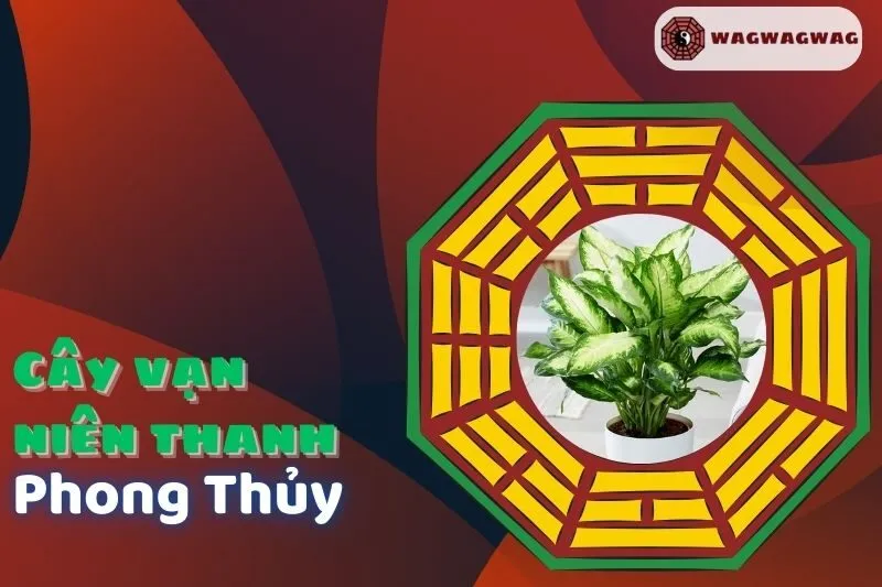 Cây Vạn Niên Thanh Phong Thủy: Ý Nghĩa, Cách Chăm Sóc và Giá Cả