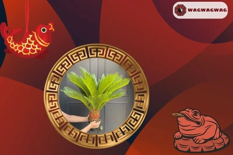 Cây vạn tuế hợp mệnh nào?