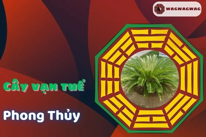 Cây Vạn Tuế Phong Thủy: Ý Nghĩa, Cách Trồng và Chăm Sóc Hiệu Quả