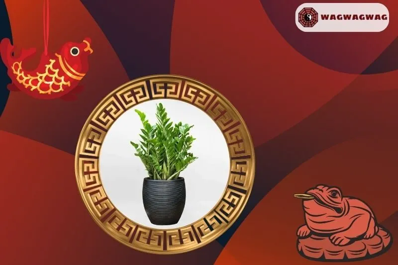 Hướng dẫn cách chăm sóc cây kim tiền