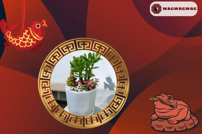 Hướng dẫn trồng cây Ngọc Bích đúng cách