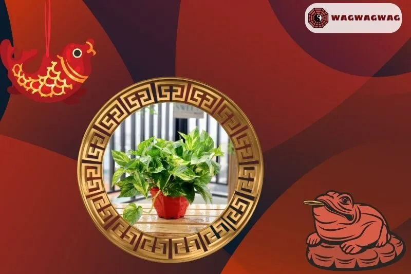 Hướng dẫn trồng và chăm sóc cây Vạn Niên Thanh