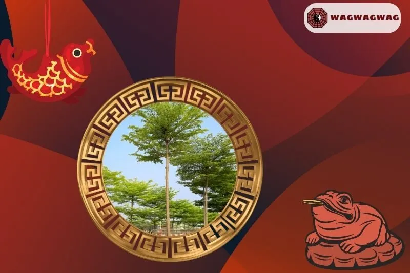 Ý nghĩa của cây bàng Đài Loan phong thủy