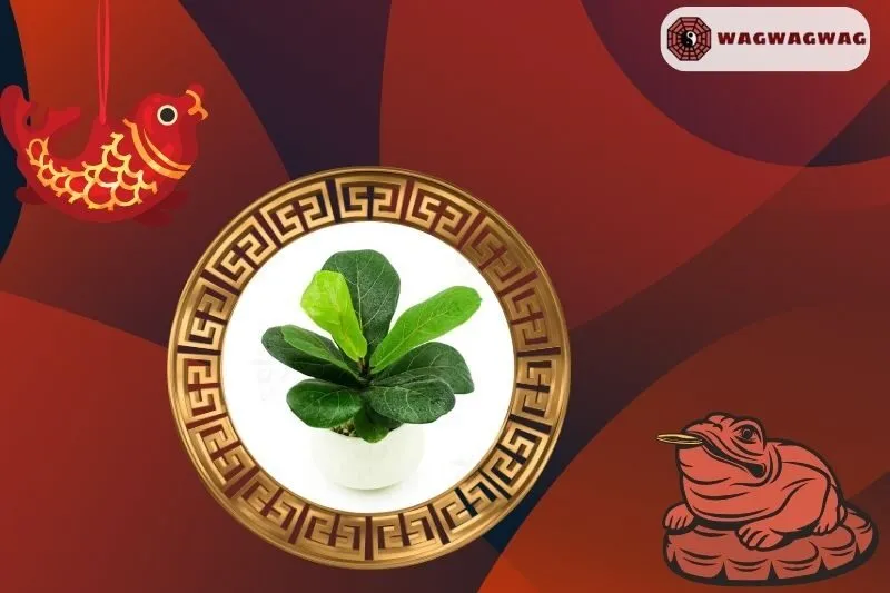 Ý Nghĩa Phong Thủy Của Cây Bàng Singapore