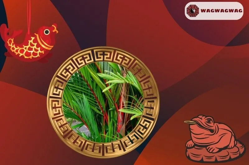 Ý nghĩa của cây cau đỏ phong thủy