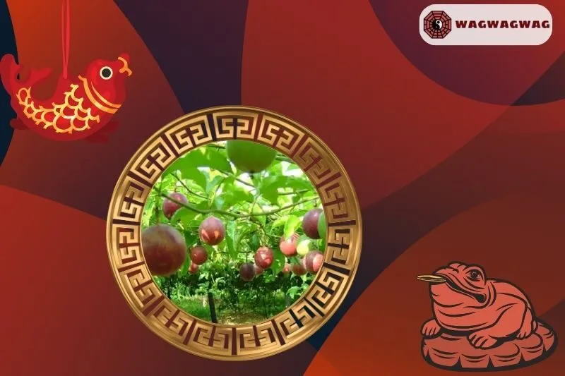 Ý nghĩa phong thủy của cây chanh leo