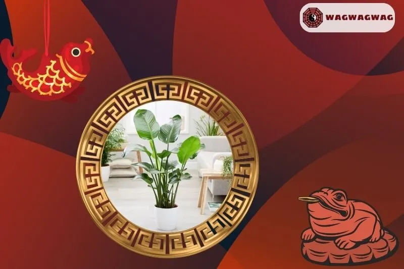 Ý nghĩa phong thuỷ của cây chuối cảnh