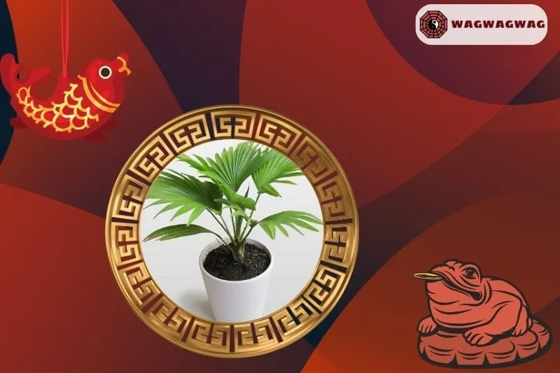 Cây Cọ Cảnh Phong Thủy Là Gì và Có Ý Nghĩa Như Thế Nào?