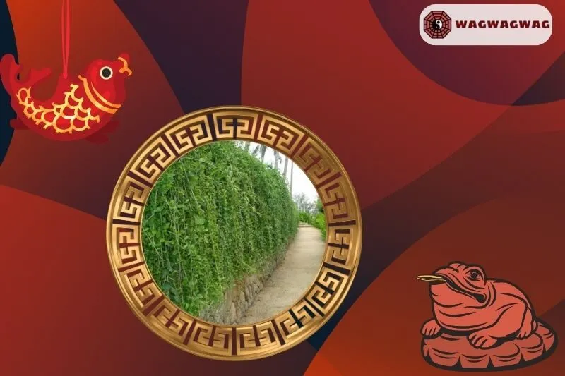 Cây Cúc Tần Ấn Độ Phong Thủy: Ý Nghĩa, Cách Trồng và Hợp Mệnh