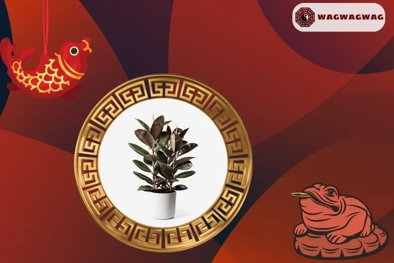 Ý nghĩa phong thủy của cây đa búp đỏ