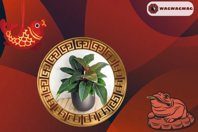 Ý Nghĩa Của Cây Đế Vương Phong Thủy