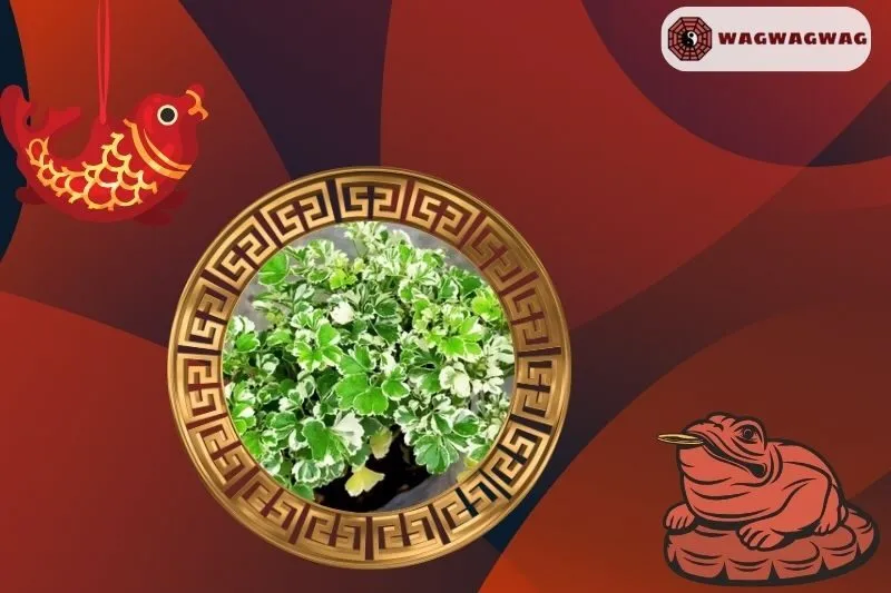 Ý nghĩa của cây đinh lăng phong thủy