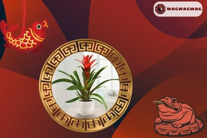 Ý Nghĩa Cây Dứa Cảnh Nến Phong Thủy