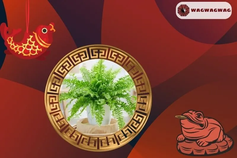 Ý nghĩa của cây dương xỉ phong thuỷ