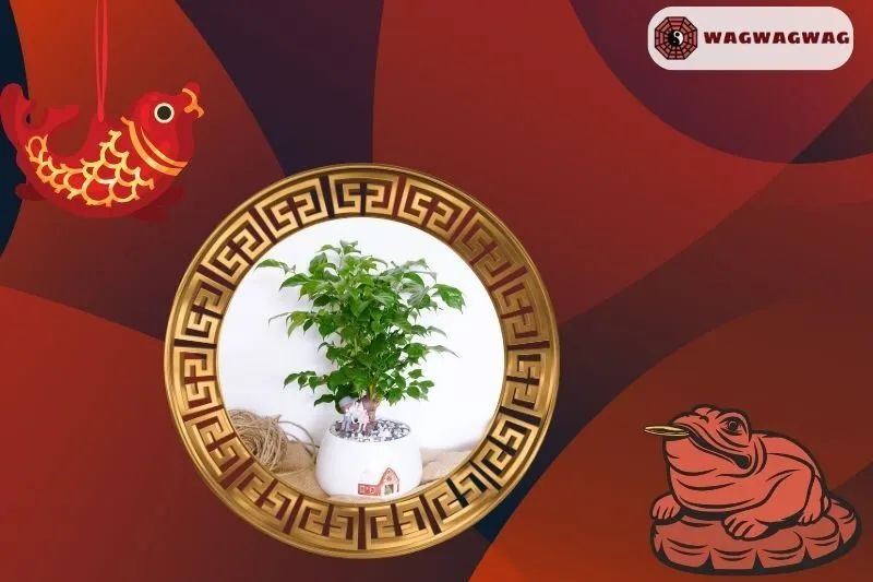 Cây Hạnh Phúc Phong Thuỷ Có Ý Nghĩa Gì?